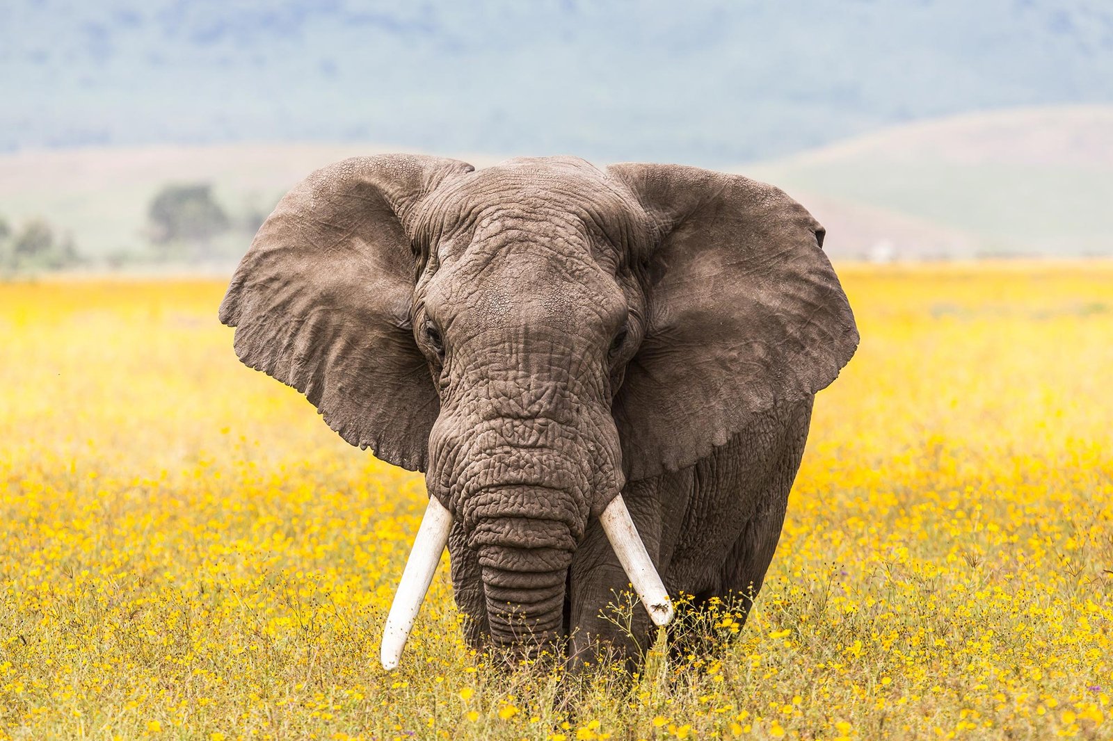 The Evolutionary Secrets of Elephant Trunks