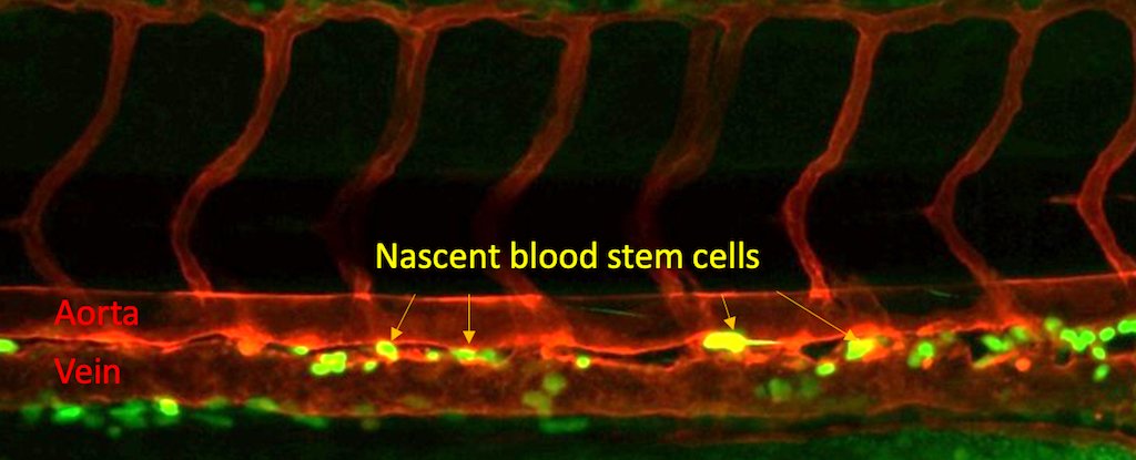 The Key to Creating Blood Stem Cells May Lie in Your Own Blood : ScienceAlert
