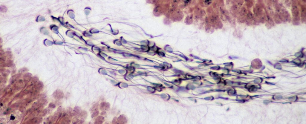 The Semen Microbiome Is a Thing And It Might Be Impacting Fertility ScienceAlert