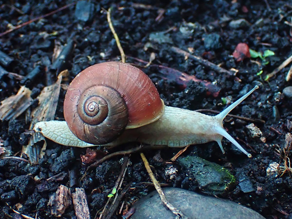 The Surprising Speed of Snails in Predator Defense