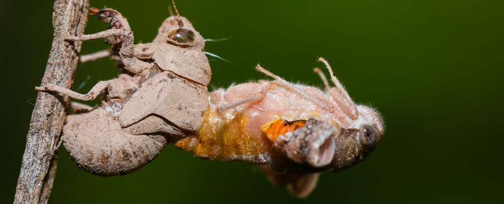 Two Cicada Broods Emerge Together For First Time in 221 Years : ScienceAlert