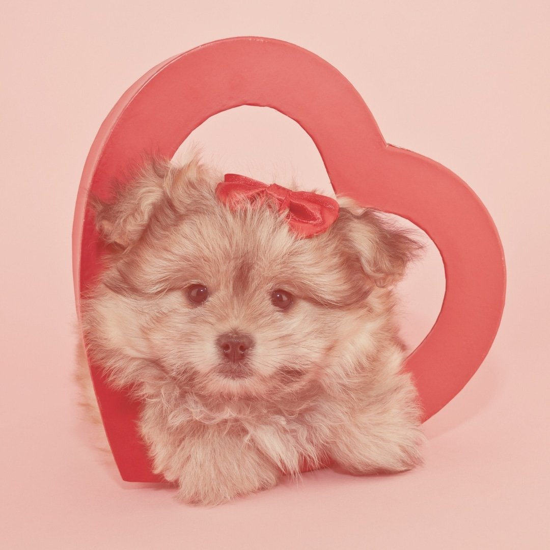 Valentines Day Gifts for Your Pets To Show How Much You Woof Them