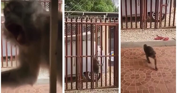 Viral Video Shows Monkey’s Attempt to Enter House in Argao, Cebu
