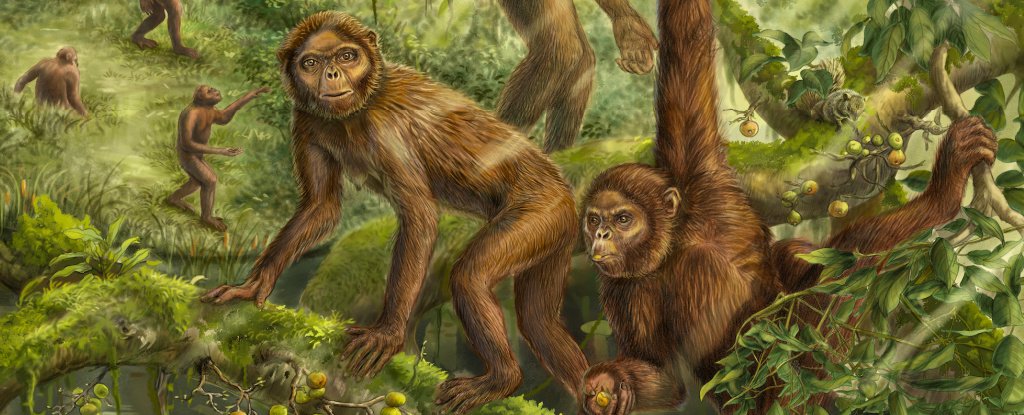 6 Million Year Old Apes Ear Suggests We Learned to Walk Upright in 3 Steps ScienceAlert