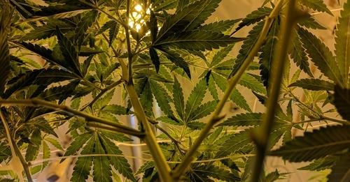 Senators: Ensure safeguards in medical marijuana bill