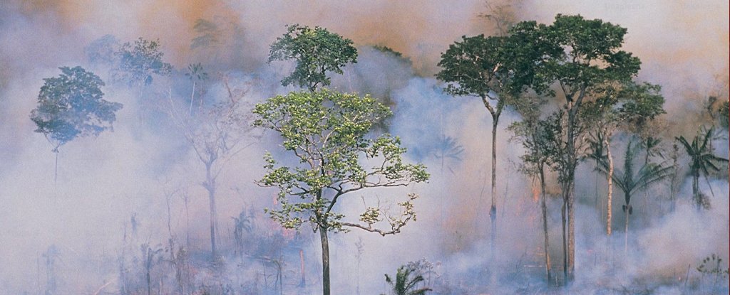 Amazon Rainforest Facing Drastic Collapse From 2050, Scientists Warn : ScienceAlert