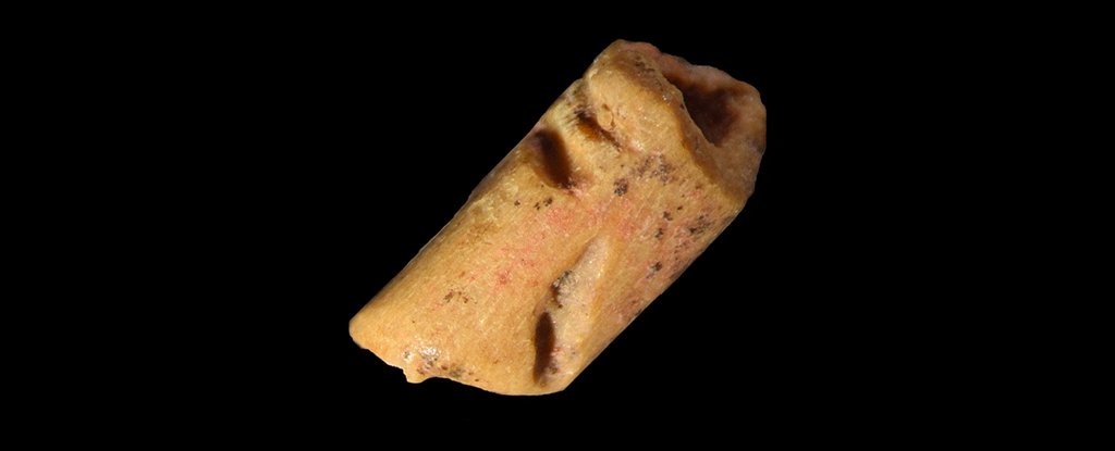 Ancient Bone Is The Oldest Known Bead in The Americas, Revealing Clues to Clovis Culture : ScienceAlert