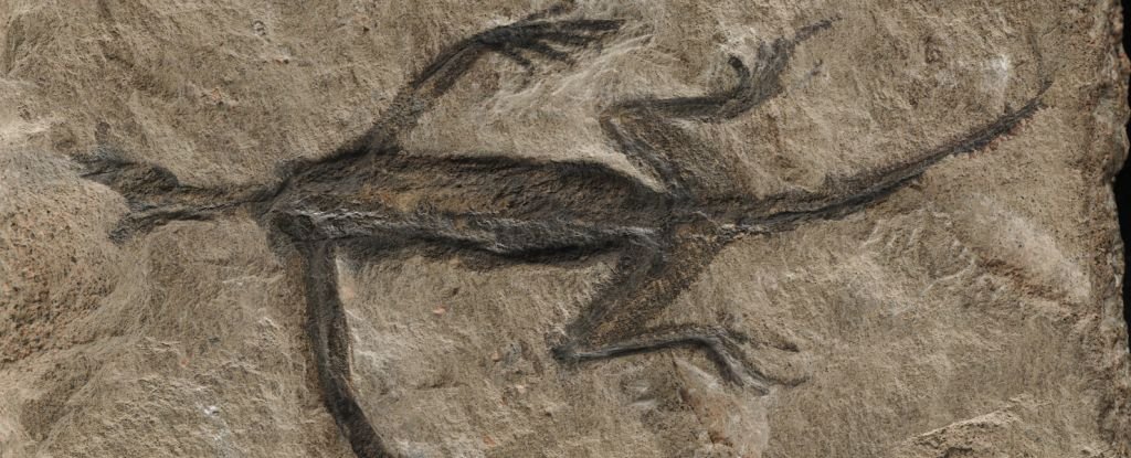 Ancient Fossil That Baffled Scientists For Decades Finally Reveals Its True Identity : ScienceAlert
