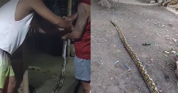 Another python kills cat in Argao town