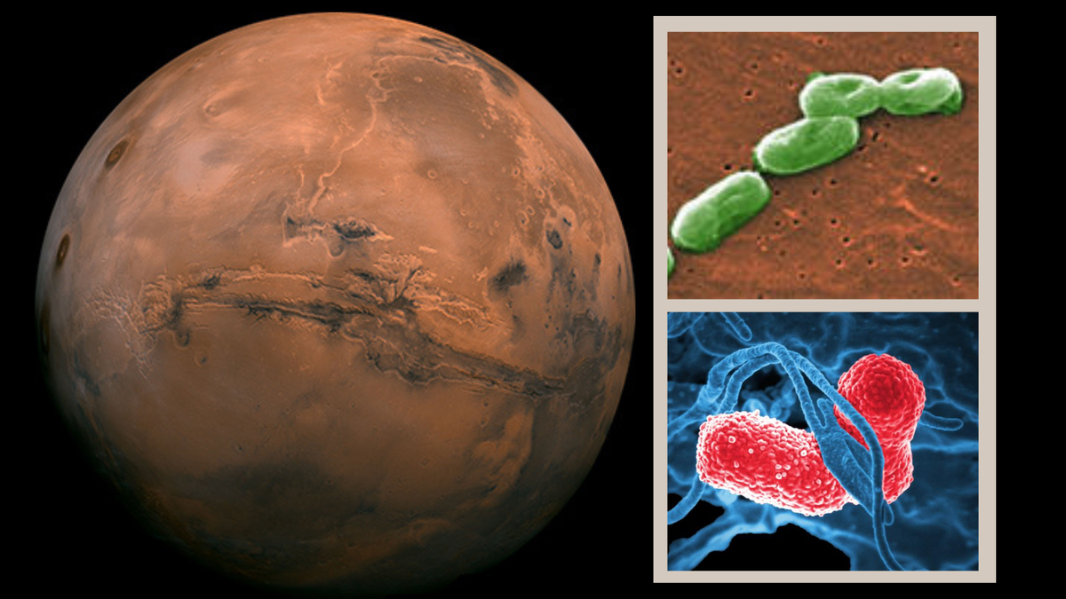 Left Mars a future target for human space exploration Right Two of the bacteria that reserarchers found can survive in Martian soil