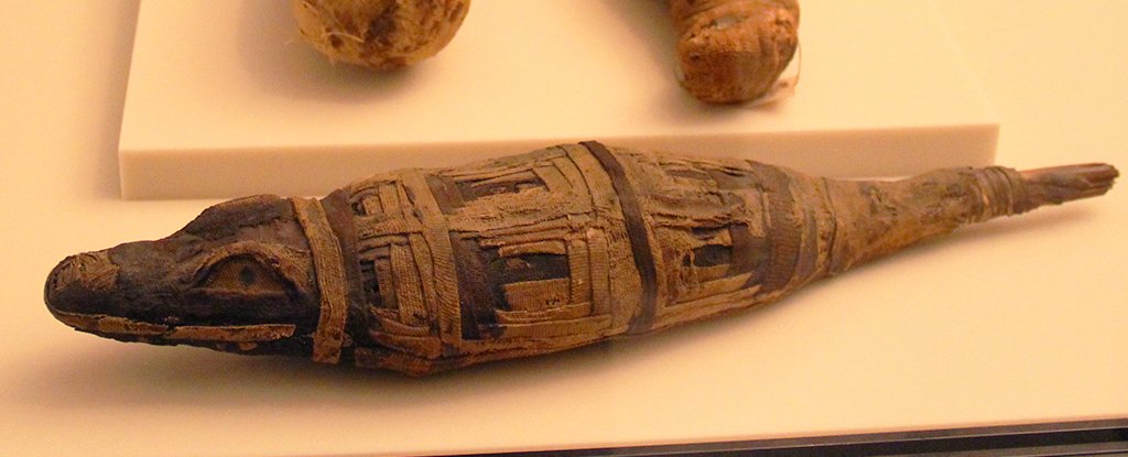 Before Darwin Animal Mummies Were Used to Squash Early Evolutionary Theory ScienceAlert
