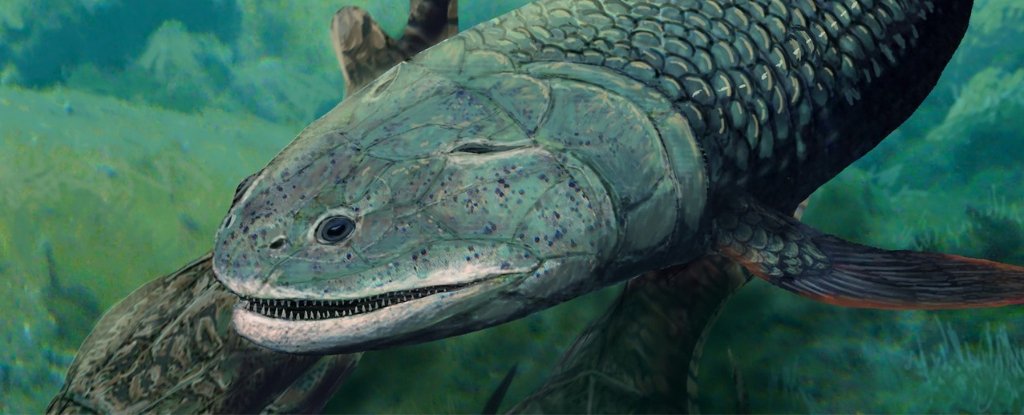 Bizarre Prehistoric Predator Fish Breathed Air Had Fangs And Four Limbs ScienceAlert