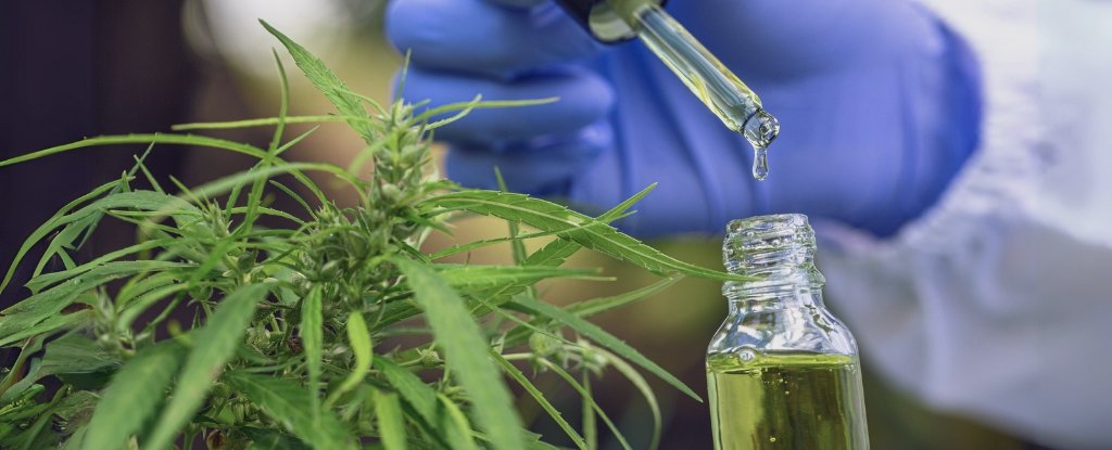 Cannabis Extract Triggers Death of Deadly Skin Cancer Cells ScienceAlert