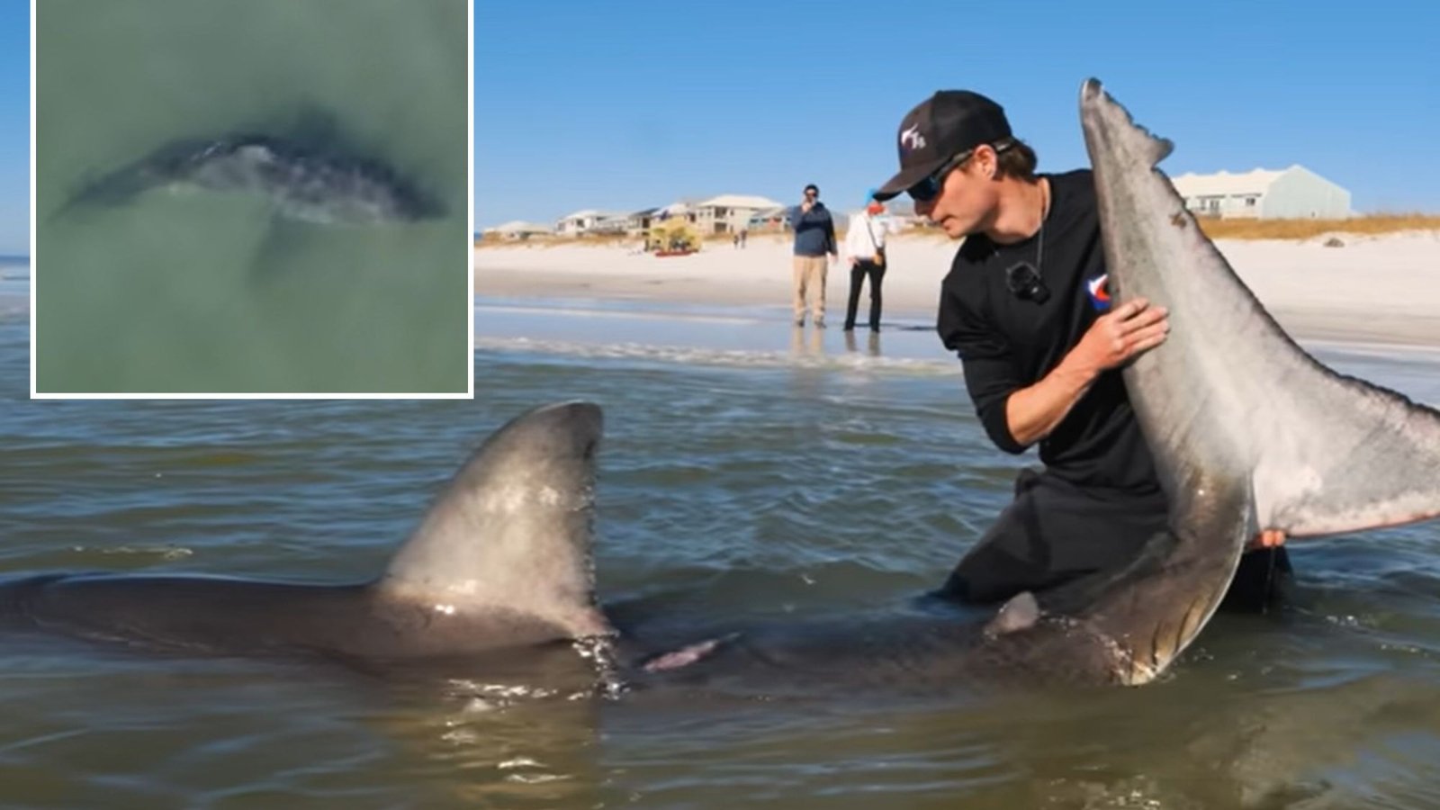 Chilling moment fishermen battle with 12ft long monster great white shark after reeling in beast for an hour
