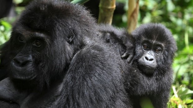 Climate change could cause ‘generational trauma’ in great apes