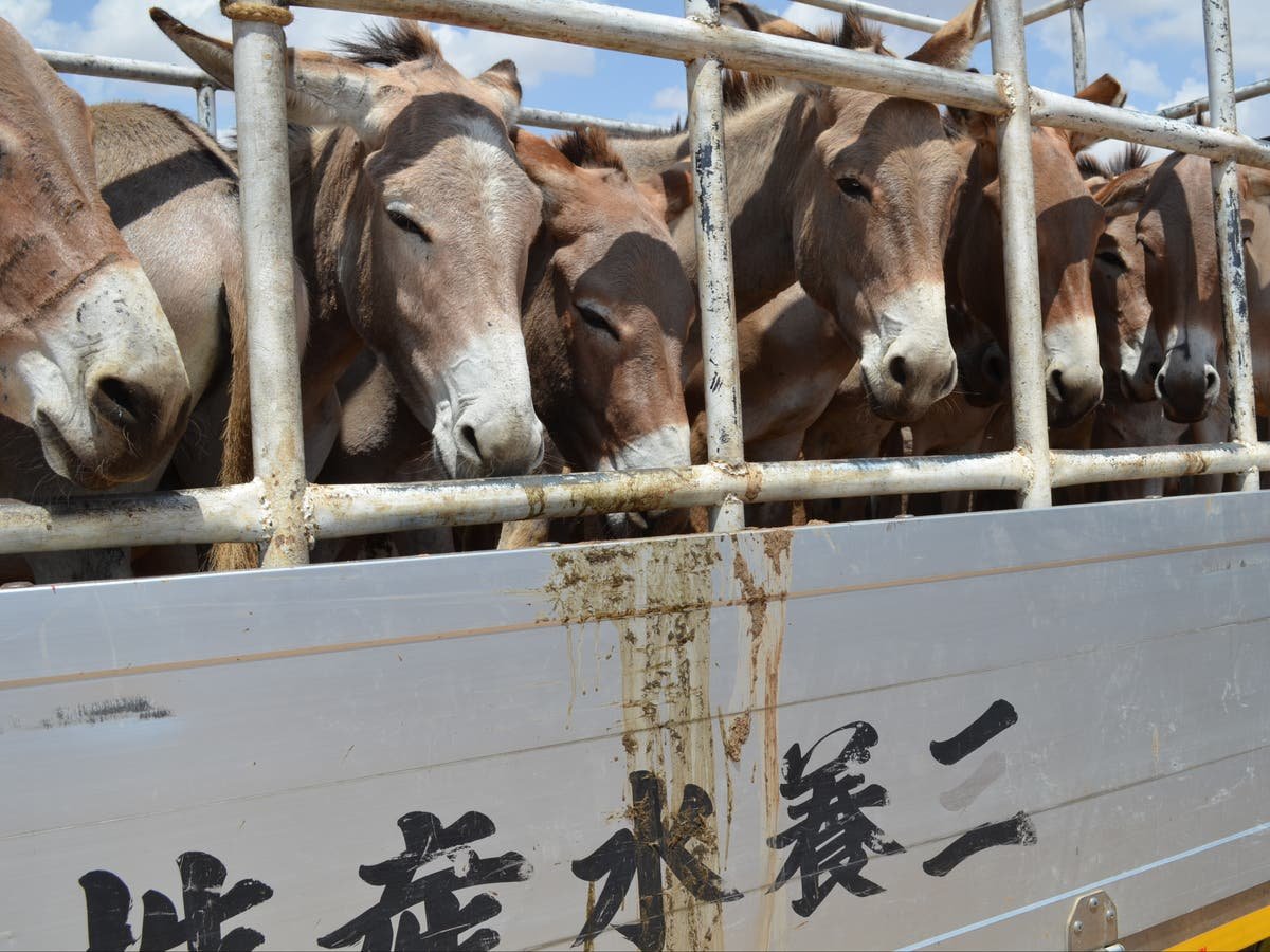 Donkeys driven towards extinction in Africa by demand for Chinese medicine experts warn