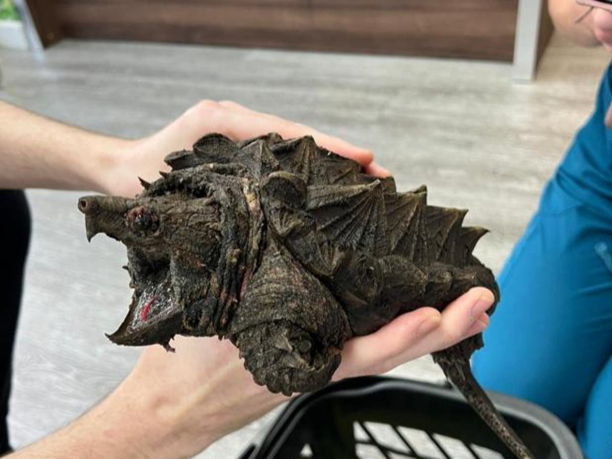 Exotic ‘dinosaur-like’ turtle that can bite through bone found in Cumbria