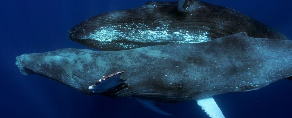 First Ever Footage of Humpback Whales Having Sex Raises Some Awkward Questions : ScienceAlert