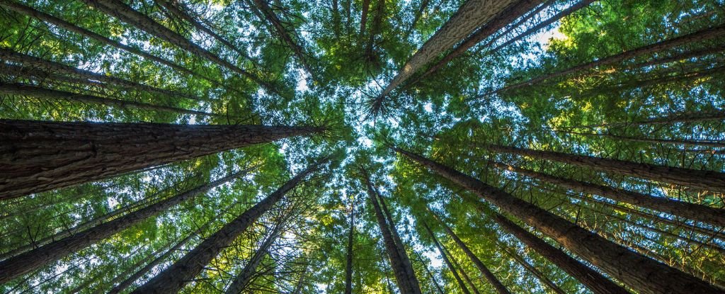 Forests Break a Mesmerizing Law Found Throughout Nature : ScienceAlert