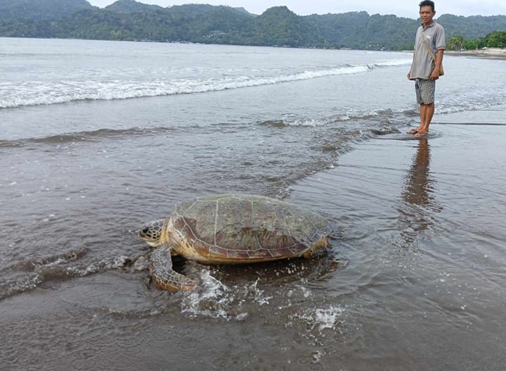 Green Sea Turtle Released in Zamboanga del Norte by DENR