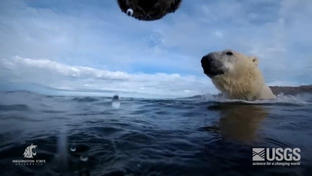 How do polar bears eat when there’s no sea ice? Not well, study finds