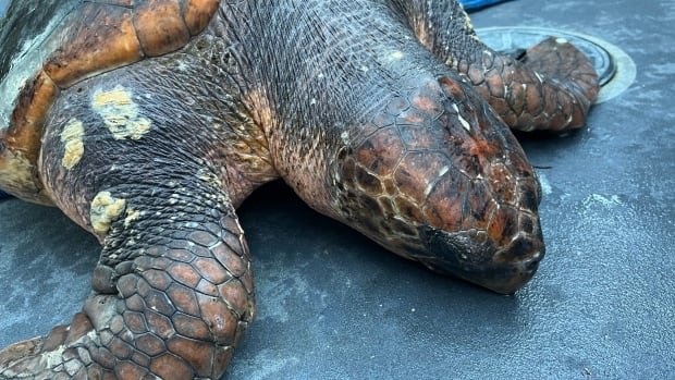 Hypothermic turtle rescued in BC waters in first sighting since 2015