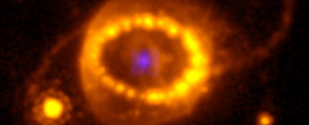 In 1987, We Saw a Star Explode. JWST Finally Found Evidence of Its Remains. : ScienceAlert