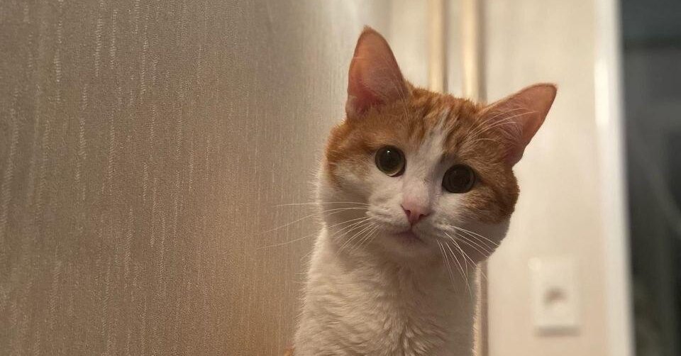 In Russia, a Cat Thrown From a Train Offers a Safe Space to Vent