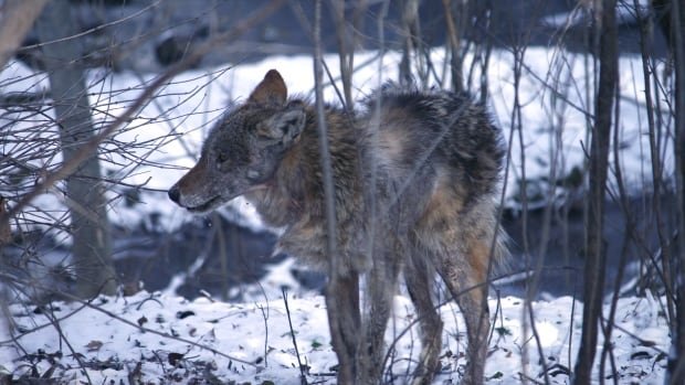 Its mating season for coyotes Heres how to limit encounters and stay safe