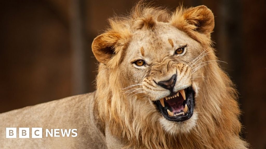 Lion kills zookeeper at Nigerian university