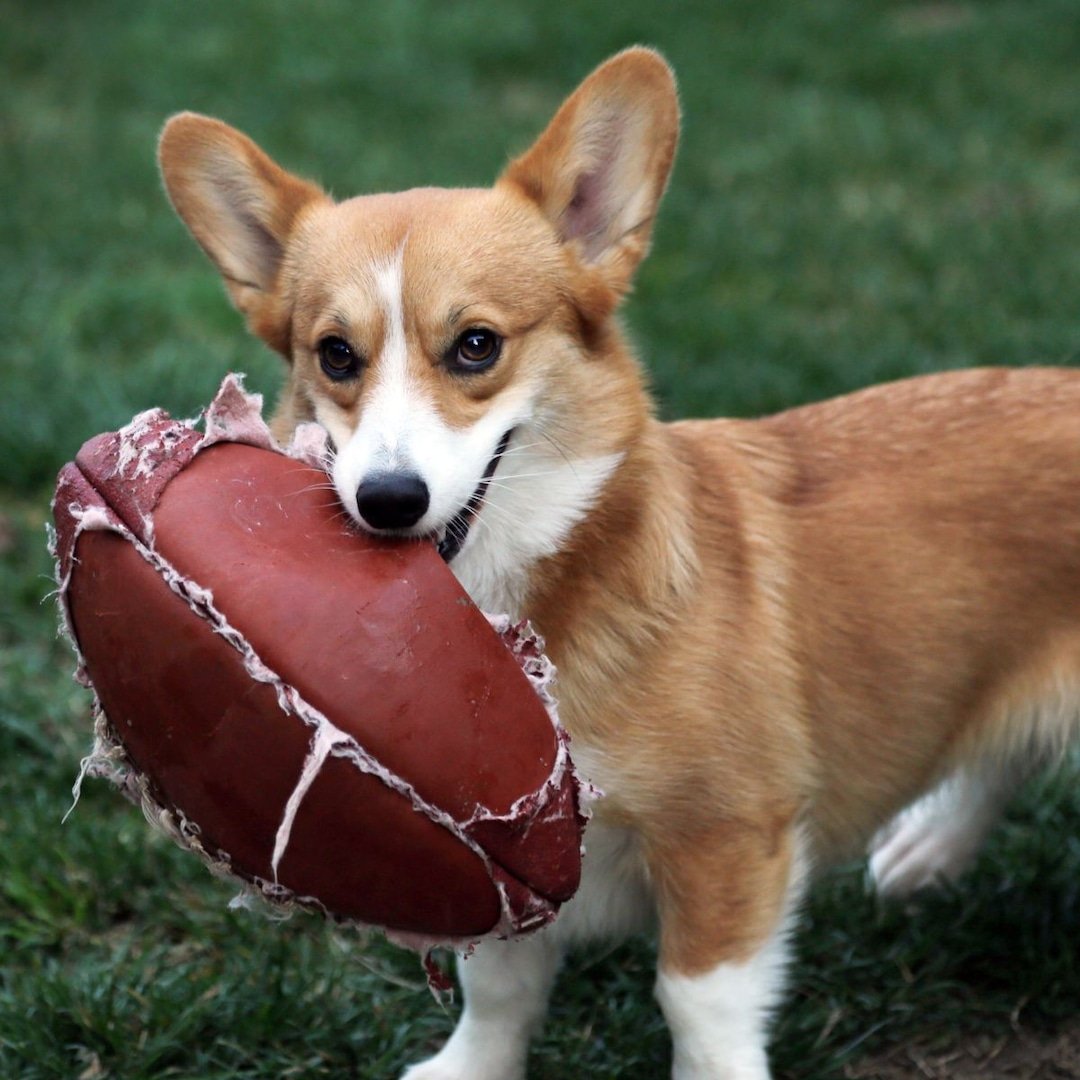 Make Your Pup a Part of the Big Football Game With NFL-Themed Merch