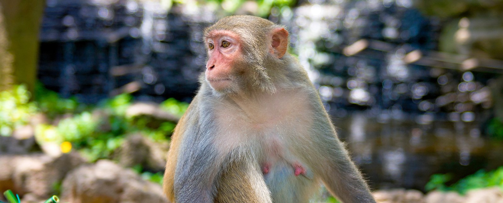 Monkey Study Reveals 91 Changes in Virtually Every Body Organ During Pregnancy : ScienceAlert