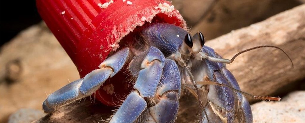 More And More Hermit Crabs Are Wearing Trash as a Home Instead of Shells : ScienceAlert