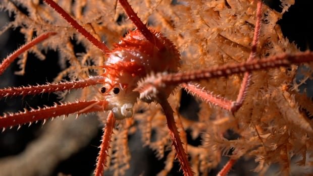 More than 100 possible new marine species discovered in a single deepsea expedition
