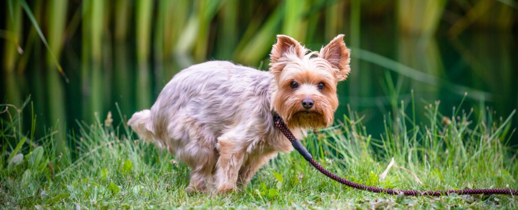 Pet Poop Can Be Much More Dangerous Than You Might Realize ScienceAlert