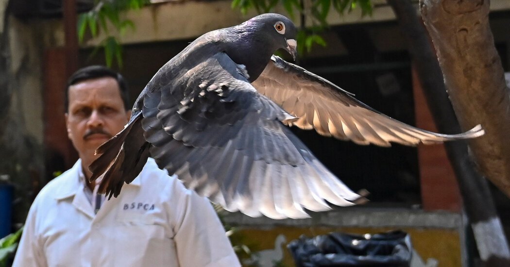 Pigeon Was Cleared of Being a Chinese Spy but Served 8 Months Anyway