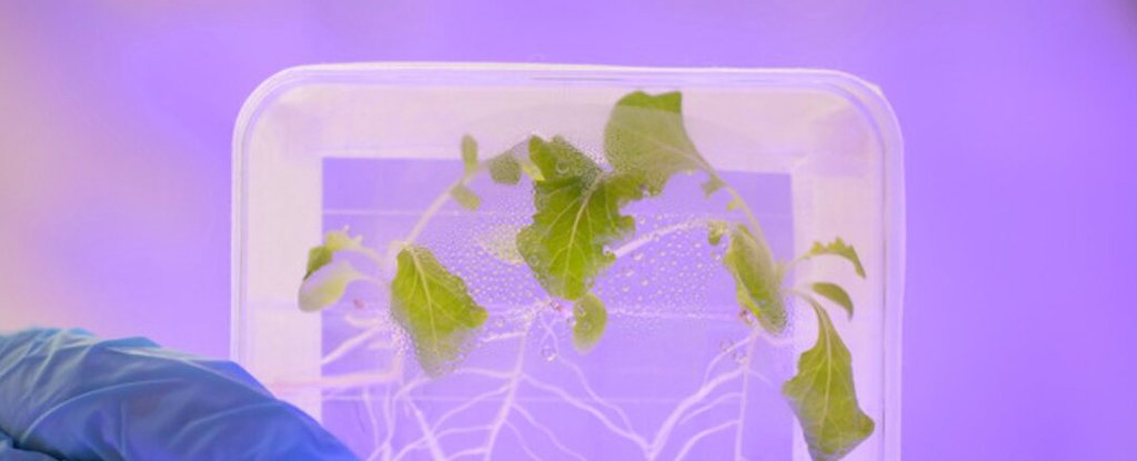 Salads Grown in Space May Pose a Deadly Problem ScienceAlert