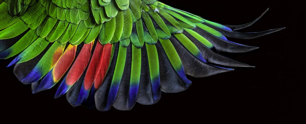 Scientists Discover an Ancient Pattern Hidden in The Feathers of Birds ScienceAlert