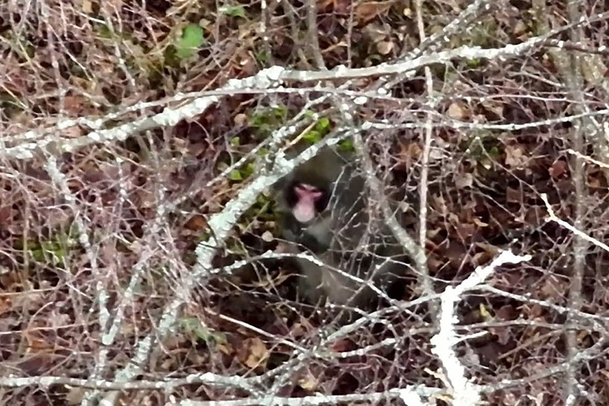 Scottish monkey escape: Drone sighting of Kingussie Kong hiding among trees as experts close in