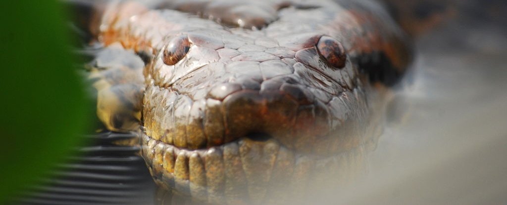 Shock Discovery Reveals The Giant Anaconda Is More Than One Species ScienceAlert