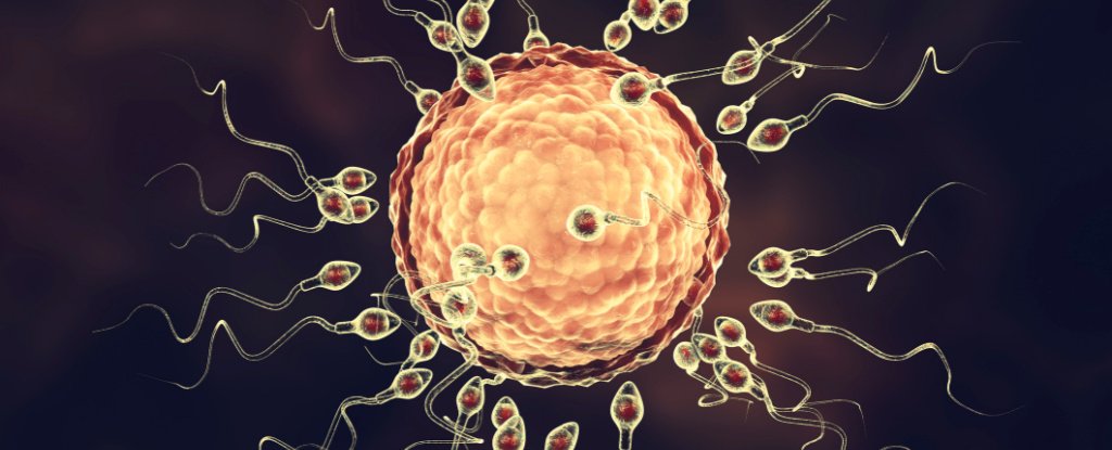 Simulations Reveal What Happens When a Sperm Kisses an Egg : ScienceAlert
