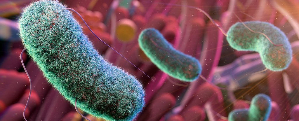 Space Could Pose an Unexpected Threat to Our Gut Microbiome Scientists Discover ScienceAlert