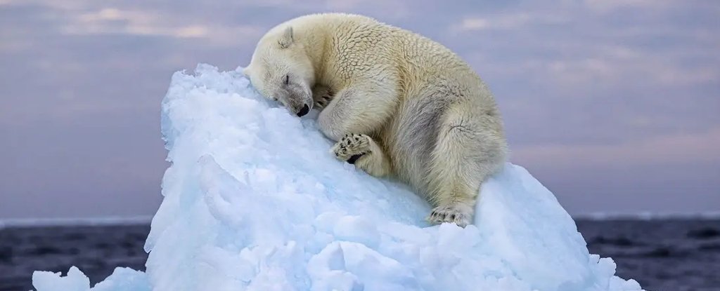 Stunning Award-Winning Photo of Vulnerable Polar Bear Stirs The Heart : ScienceAlert