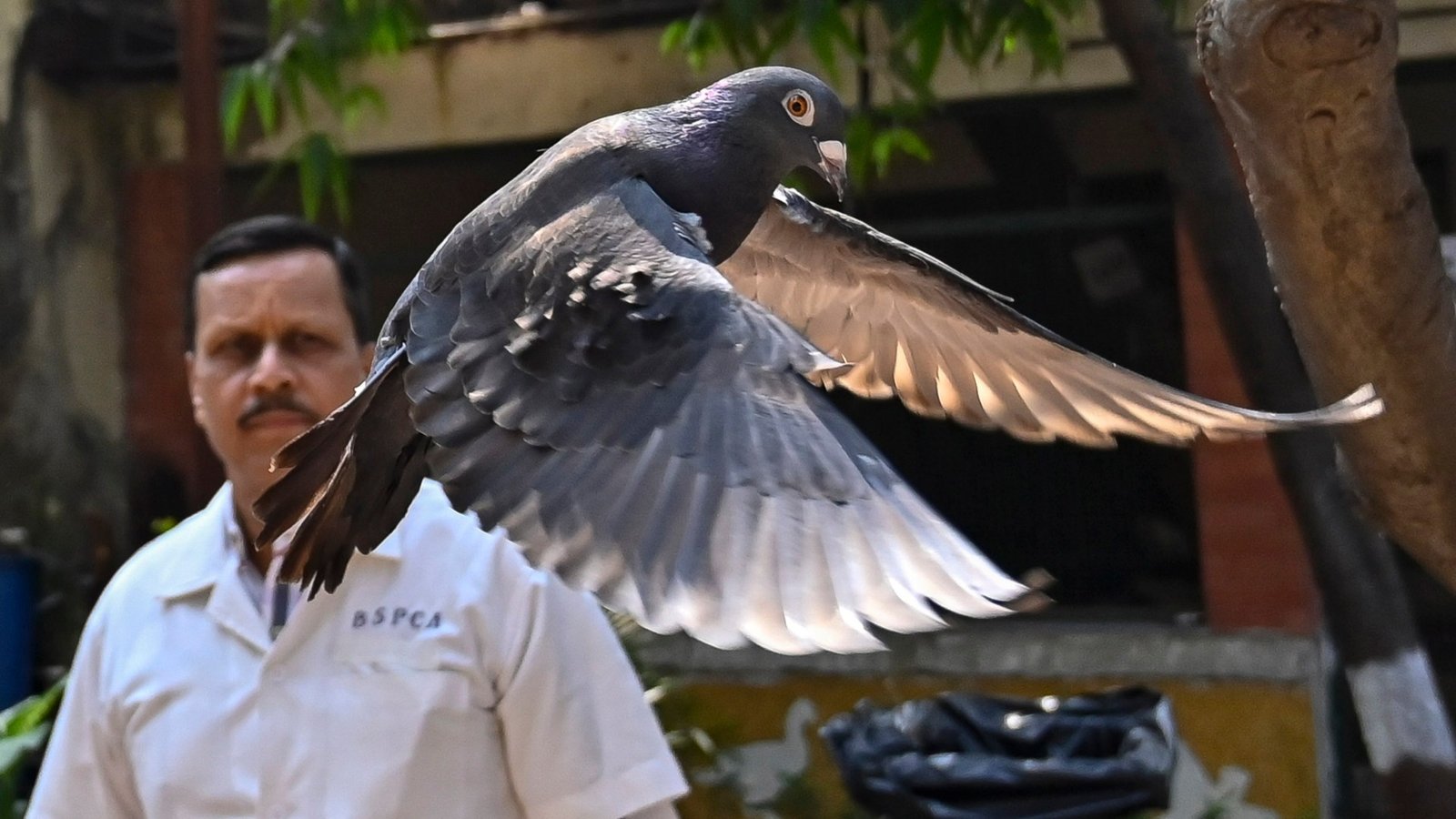 Suspected Chinese spy pigeon detained for eight months is FREED after riddle over ‘secret message on its foot’ is solved