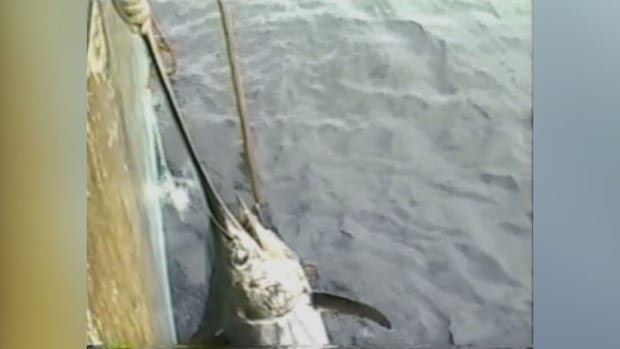 Swordfish are moving north in Canadian waters