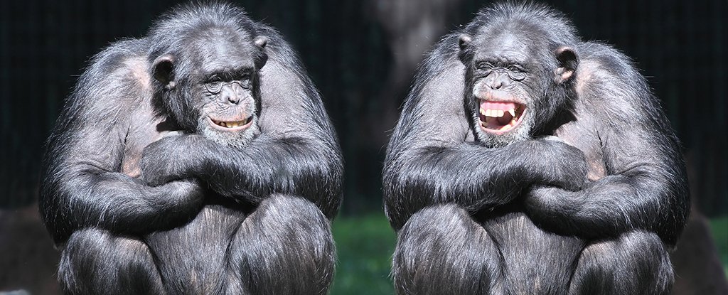 Teasing Among Apes Could Help Explain The Evolution of The Joke ScienceAlert