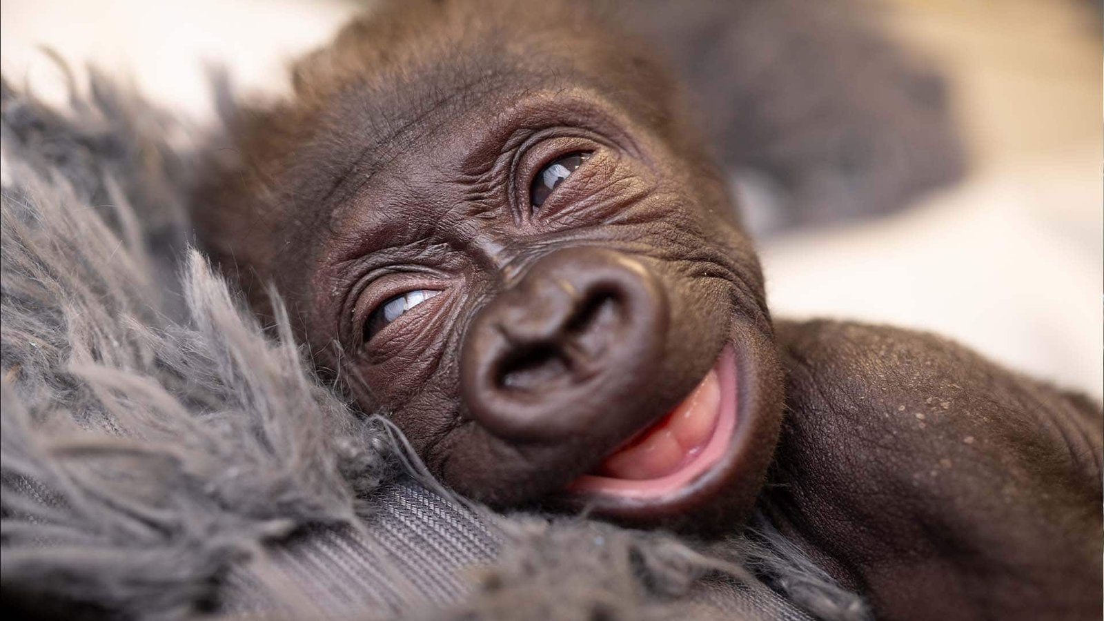 #TheMoment a medical doctor delivered a baby gorilla