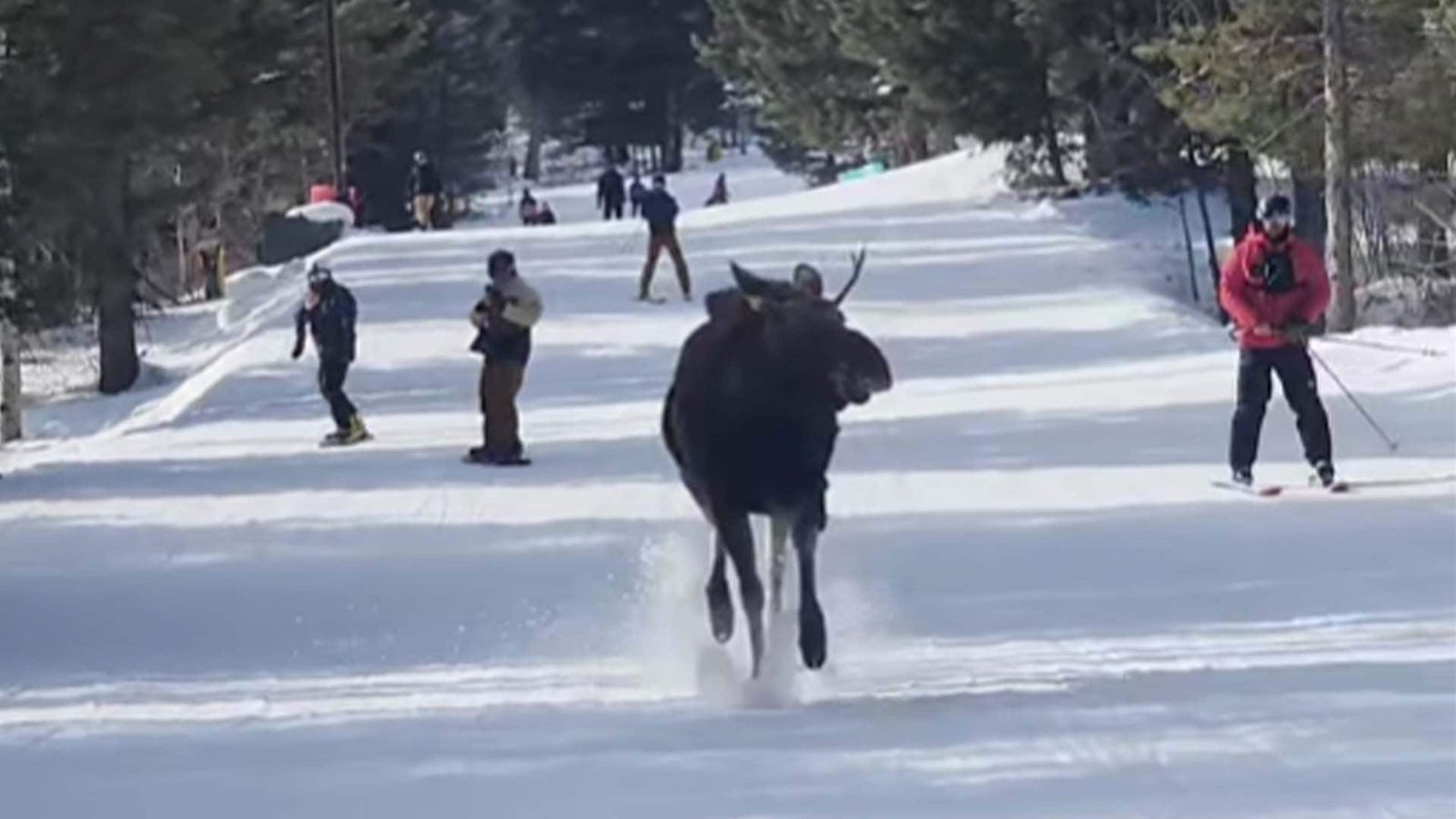 #TheMoment a moose chased skiers down a mountain in Wyoming