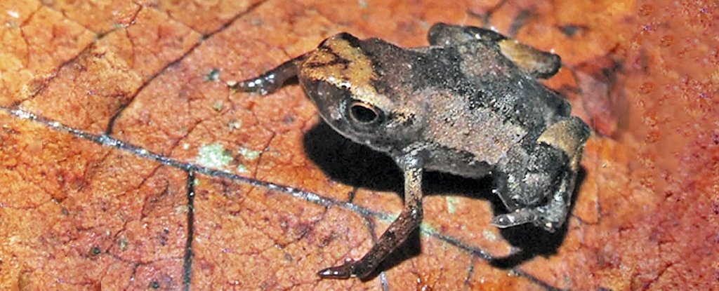 This Insanely Tiny Frog Could Be as Small as Vertebrates Get ScienceAlert