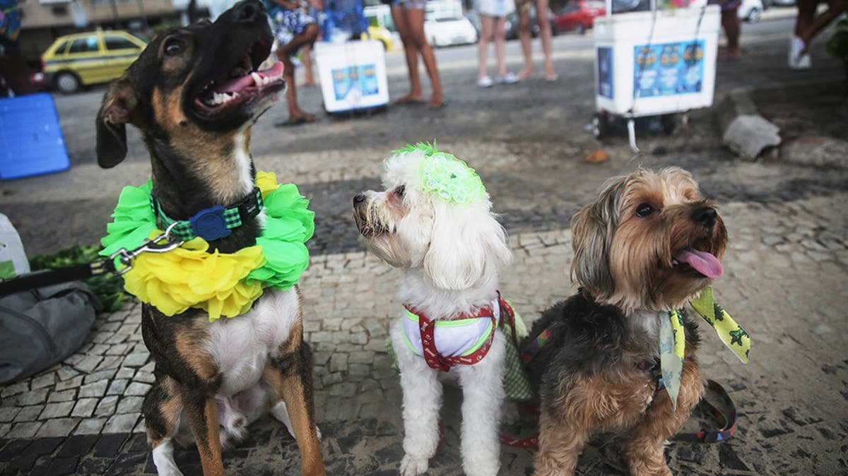 Watch live: Dogs take spotlight at Brazilian carnival parade honouring pets